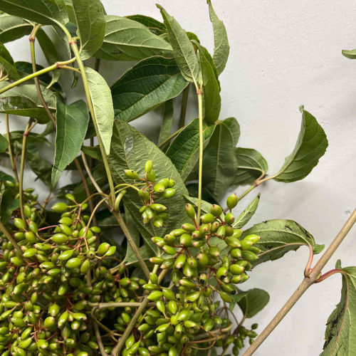 亜熱帯植物納涼セット 楽天市場】栽培キット 室内 栽培セット プレゼント ハーブ